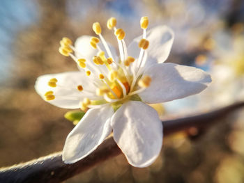 Close-up of white cherry blossom