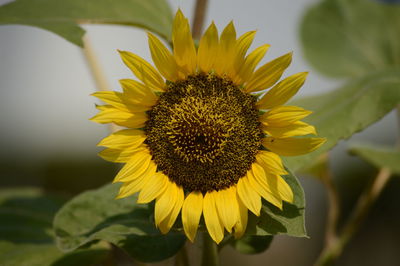 Close-up of sunflower