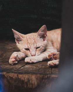 Close-up of a cat sleeping