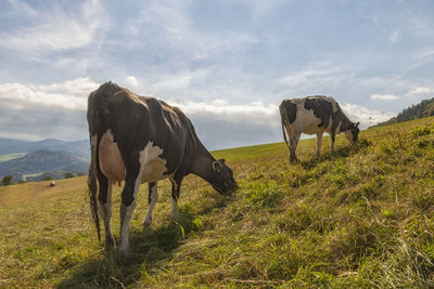 Horses grazing in a field