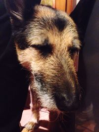Close-up of a dog