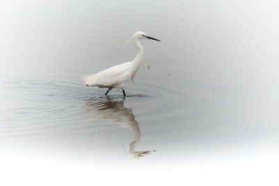 Seagull on beach