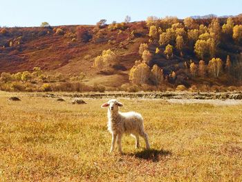 Dog standing on riverbank against trees