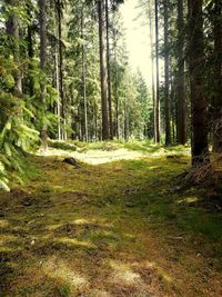 Trees growing in forest