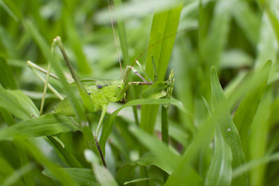 Close-up of insect on grass