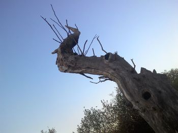 Low angle view of dead tree against clear sky