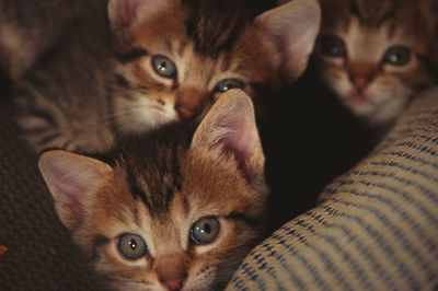 A close-up of curious kittens