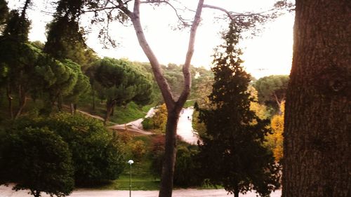 Trees on landscape