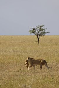 Lioness running on field against clear sky
