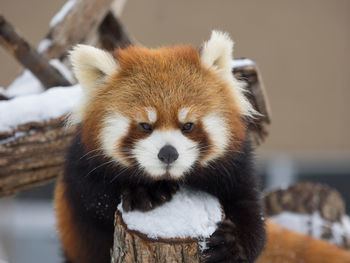 Close-up portrait of red panda on snow