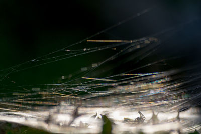 Close-up of spider web against sky at night