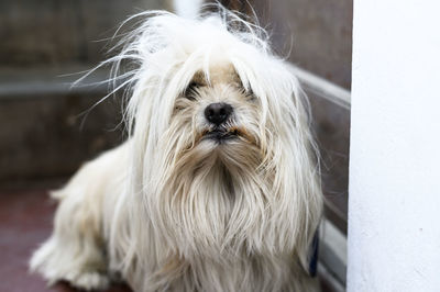 Close-up portrait of a dog