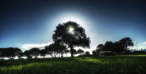 Trees on field against clear sky at night