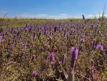 Flower field in purple color. beautiful nature. 