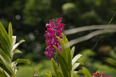 Close-up of pink flowers blooming outdoors