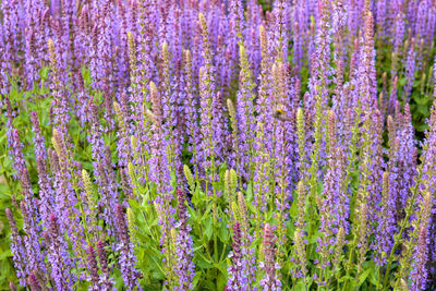 Close-up of purple flowering sage on field