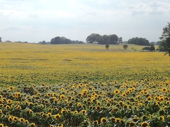 Scenic view of sunflower field against cloudy sky