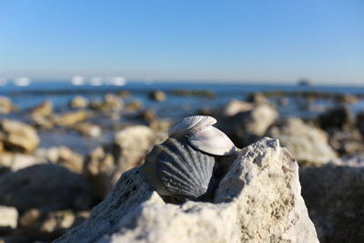 Close-up of seashells on stone