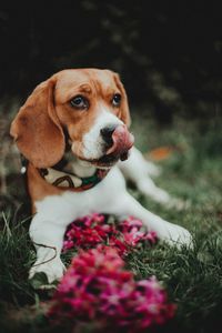 Close-up of dog looking away