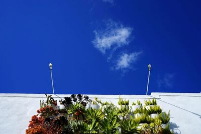 Low angle view of plants against blue sky