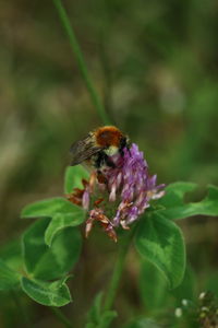 High angle view of bumblebee on pink flowers