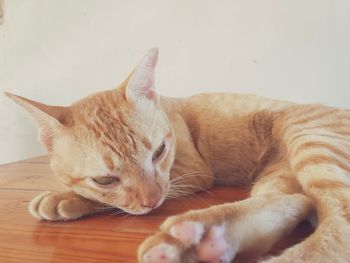 Close-up of cat resting on floor at home