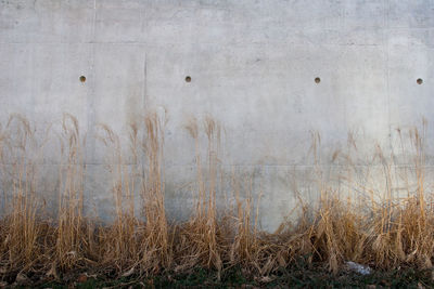 Close-up of grass