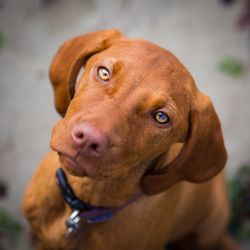 Close-up portrait of dog - hungarian vizla