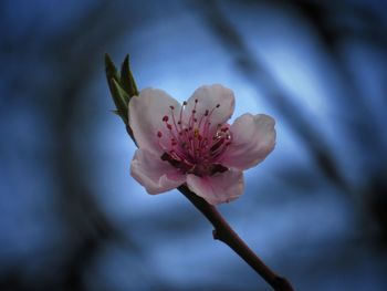 Close-up of pink cherry blossom