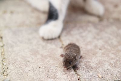 Close-up of mouse by cat on footpath