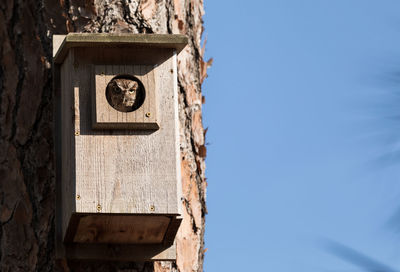 Perched inside a pine tree, an eastern screech owl megascops asio peers out from the nest hole