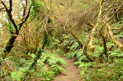 Scenic view of trees