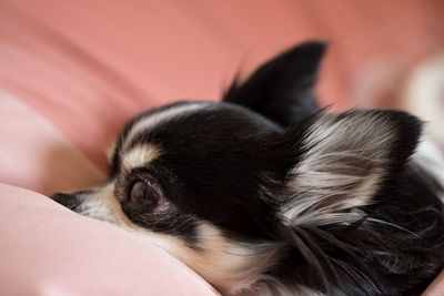 Close-up of a dog sleeping