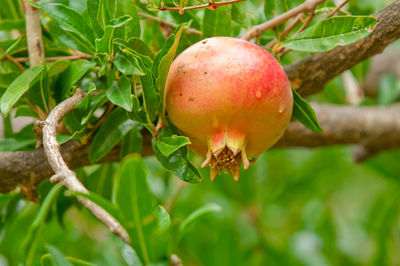 Close-up of apple on tree