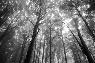 Low angle view of trees against the sky