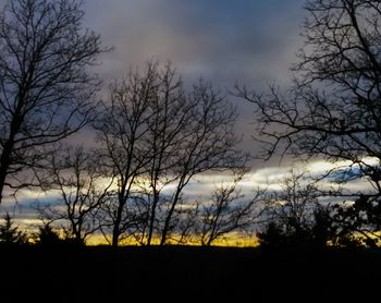 Silhouette of bare tree at sunset