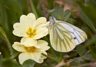 Close-up of butterfly pollinating on flower