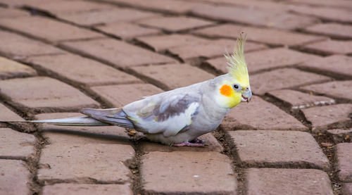 High angle view of bird perching on footpath