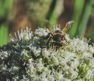 Close-up of butterfly pollinating on flower