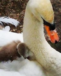 Close-up of birds in snow