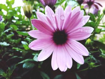 Close-up of pink flower blooming outdoors