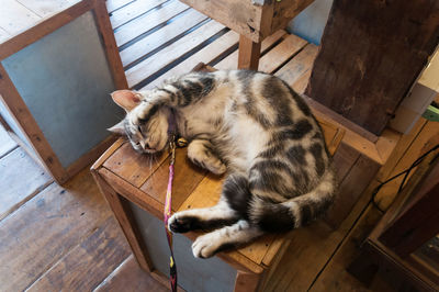 High angle view of dog resting on hardwood floor