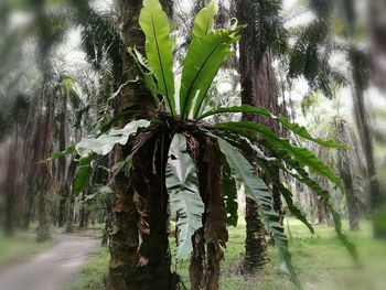 Plants growing on road