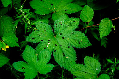 Close-up of raindrops on leaves