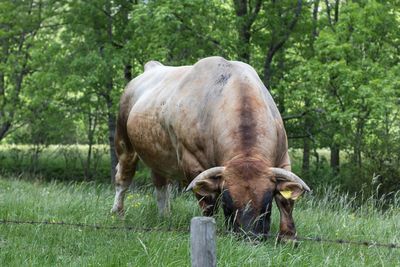 Cow standing on field