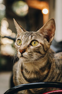 Close-up portrait of a cat