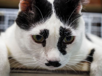 Close-up portrait of a cat