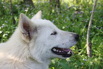 Close-up of a dog looking away