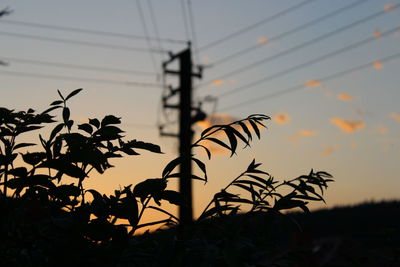 Plants against sky at sunset