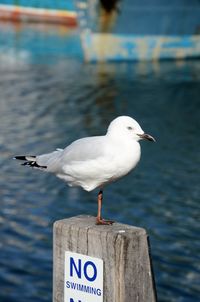 Close-up of seagull perching on wooden post in sea